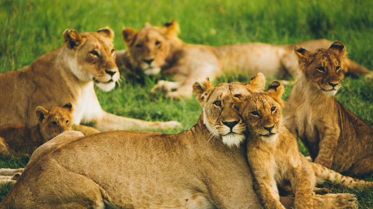 Lion Pride