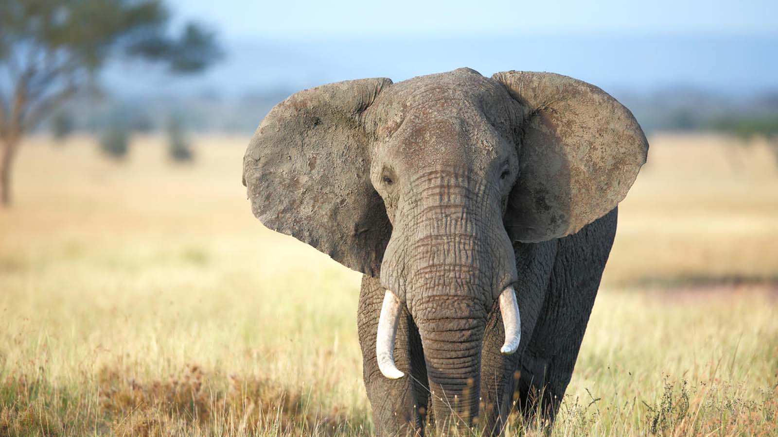 African Elephant