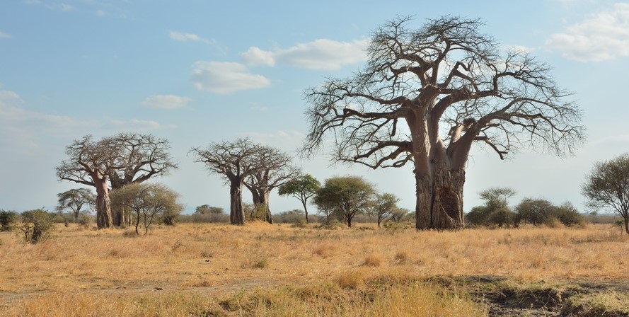 Baobab trees in Baobab Valley