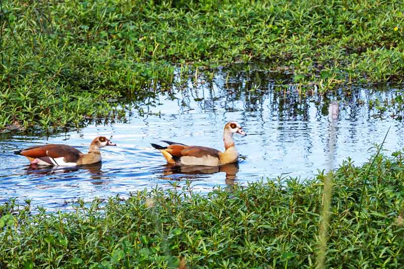 Birds in Silale Swamp