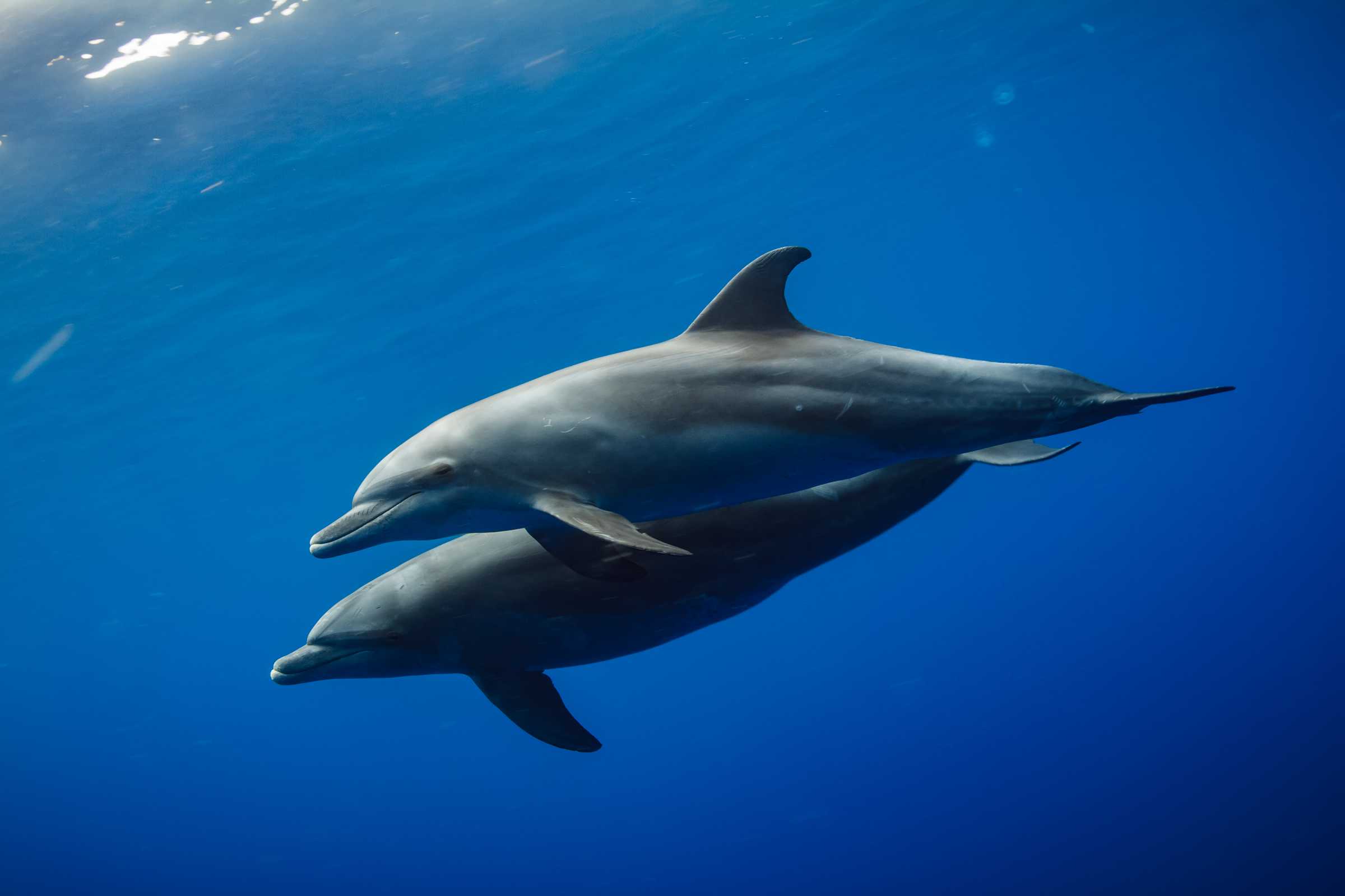 Bottlenose Dolphins