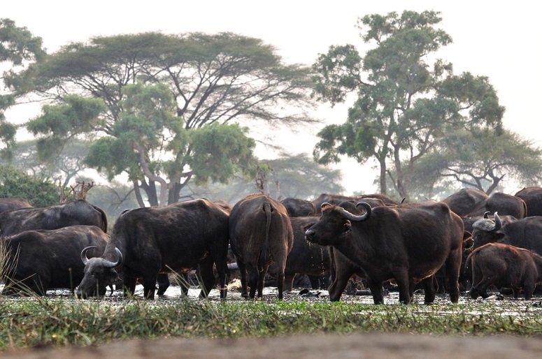 Massive buffalo herds at Katuma River