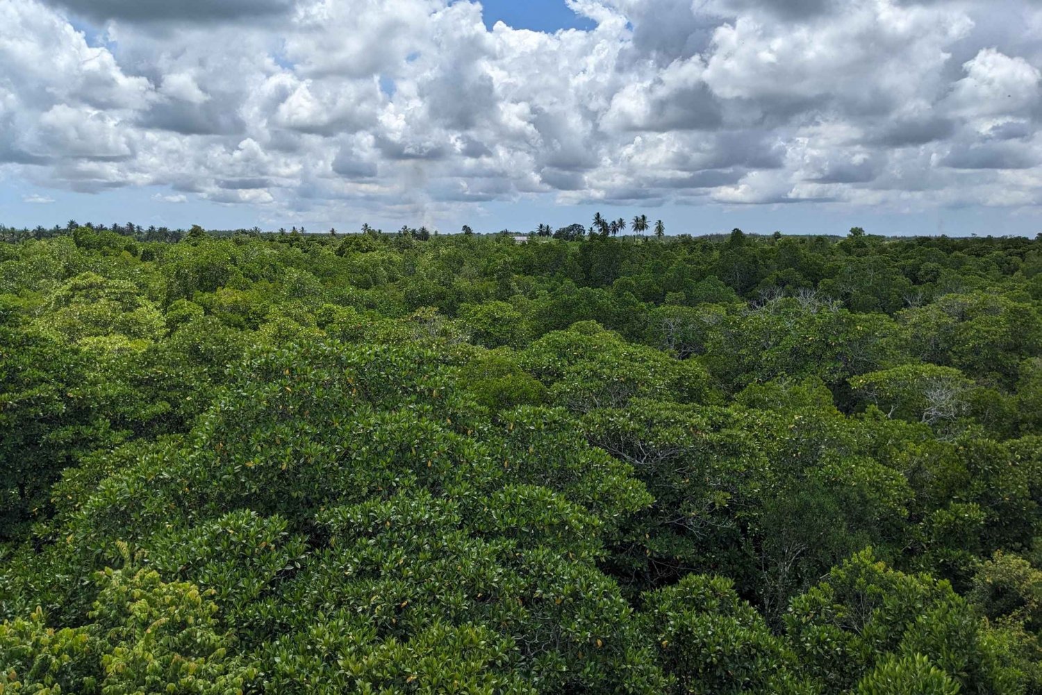 Dense indigenous forest canopy