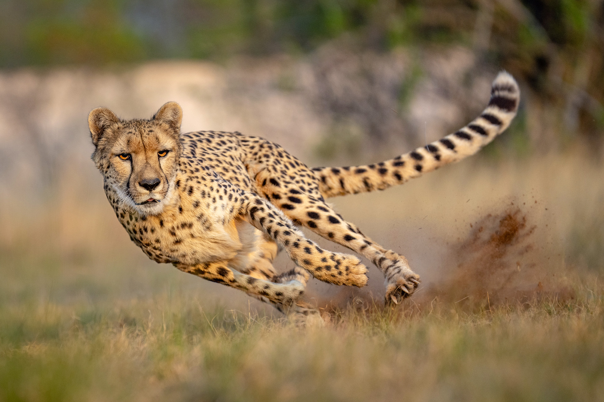Cheetah Running