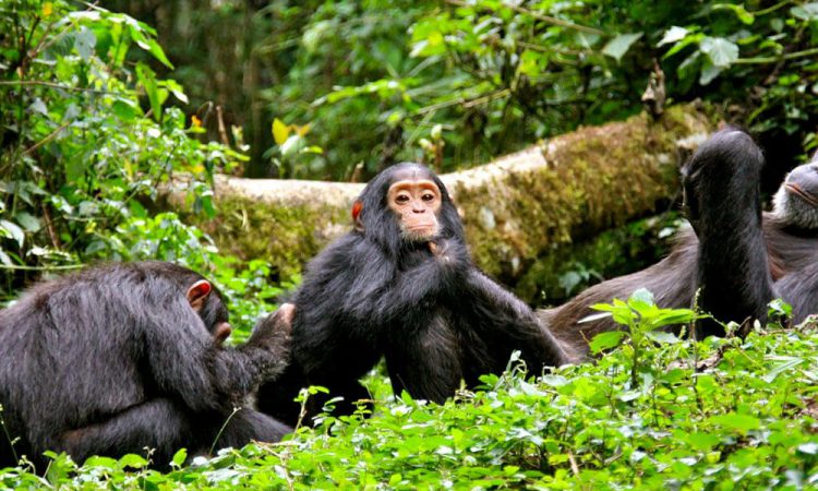 Chimpanzees in mountain forest