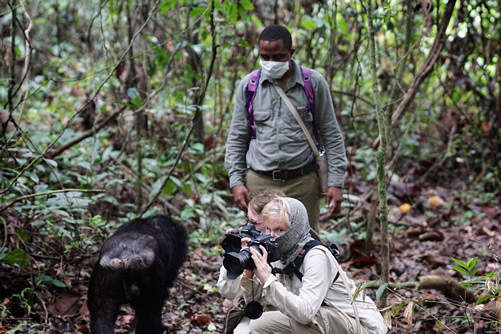 Chimpanzee Tracking