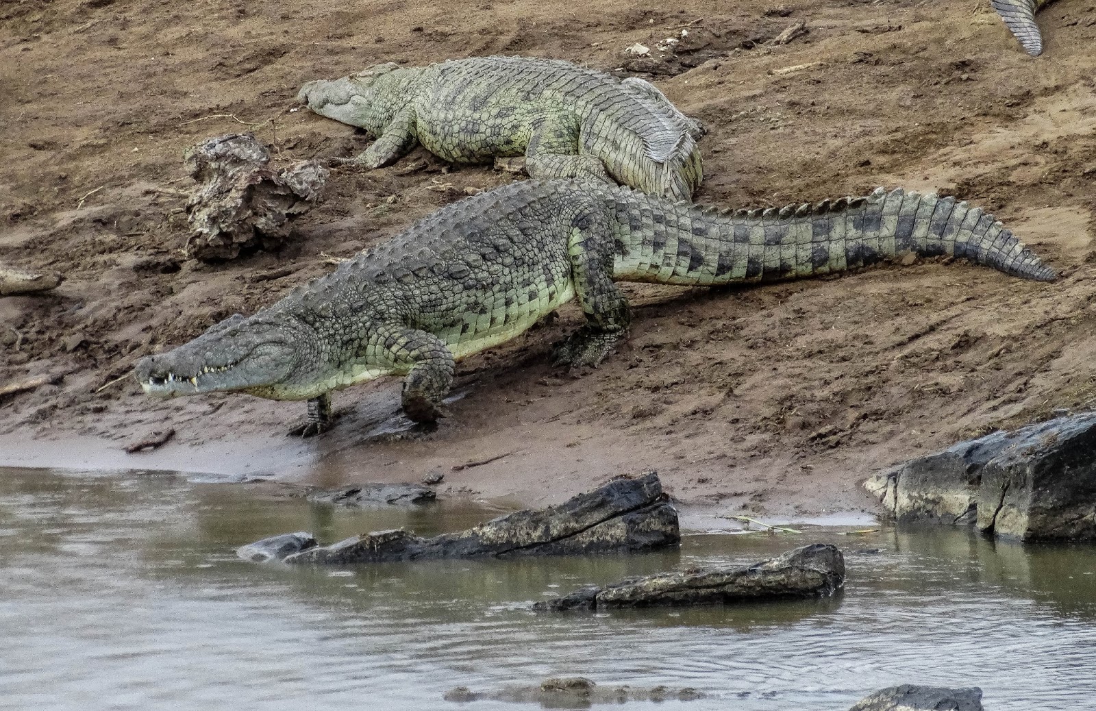 Crocodiles waiting in the river