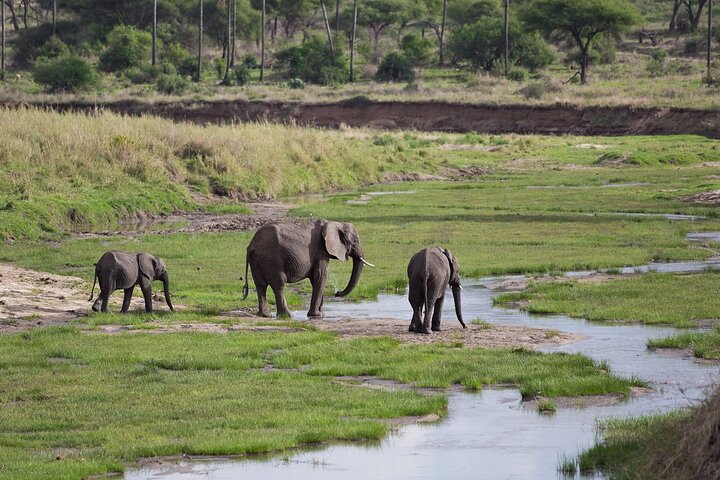 Elephants near the swamps