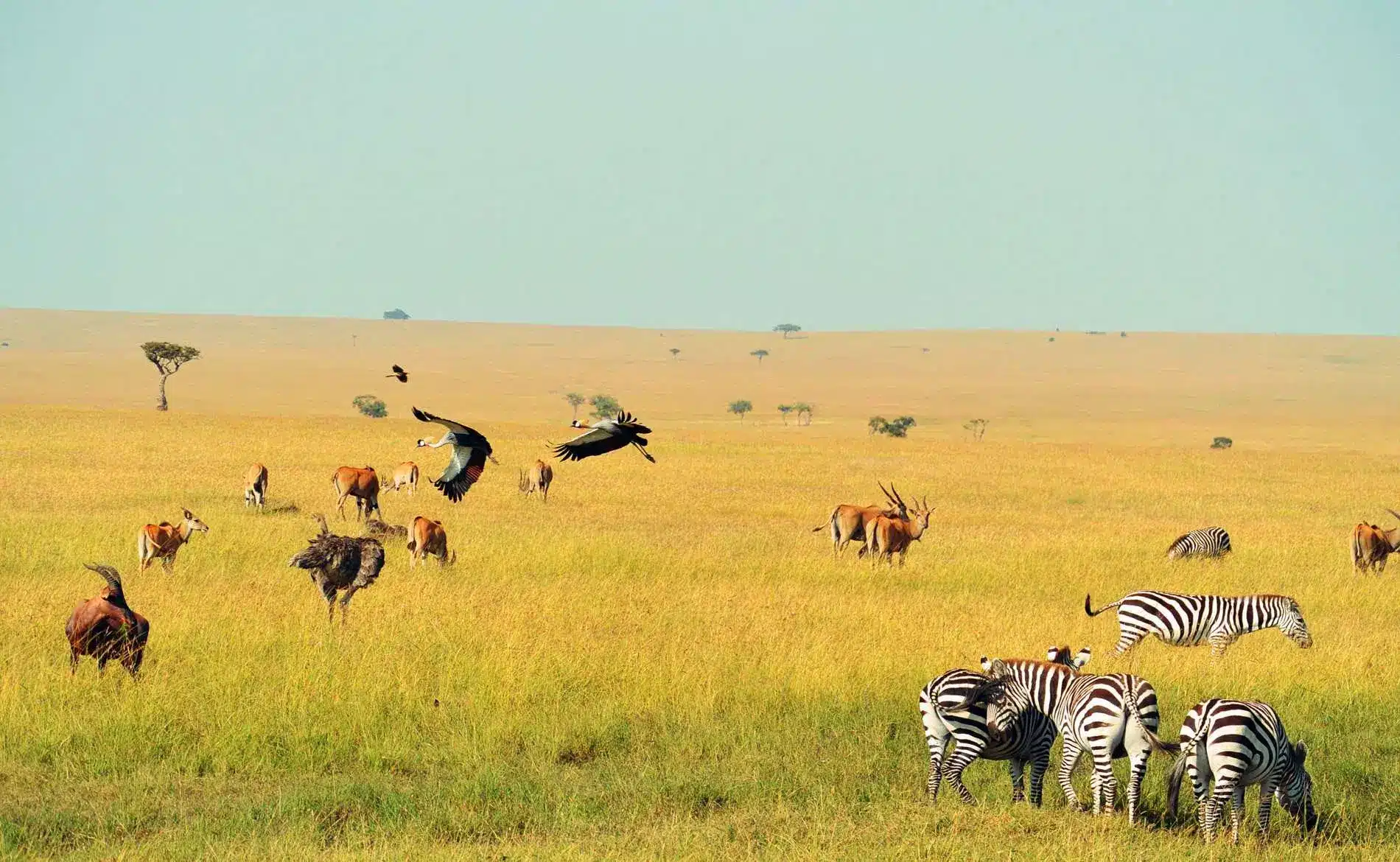 Endless Serengeti plains