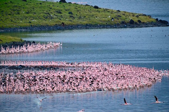Flamingos on Momella Lakes