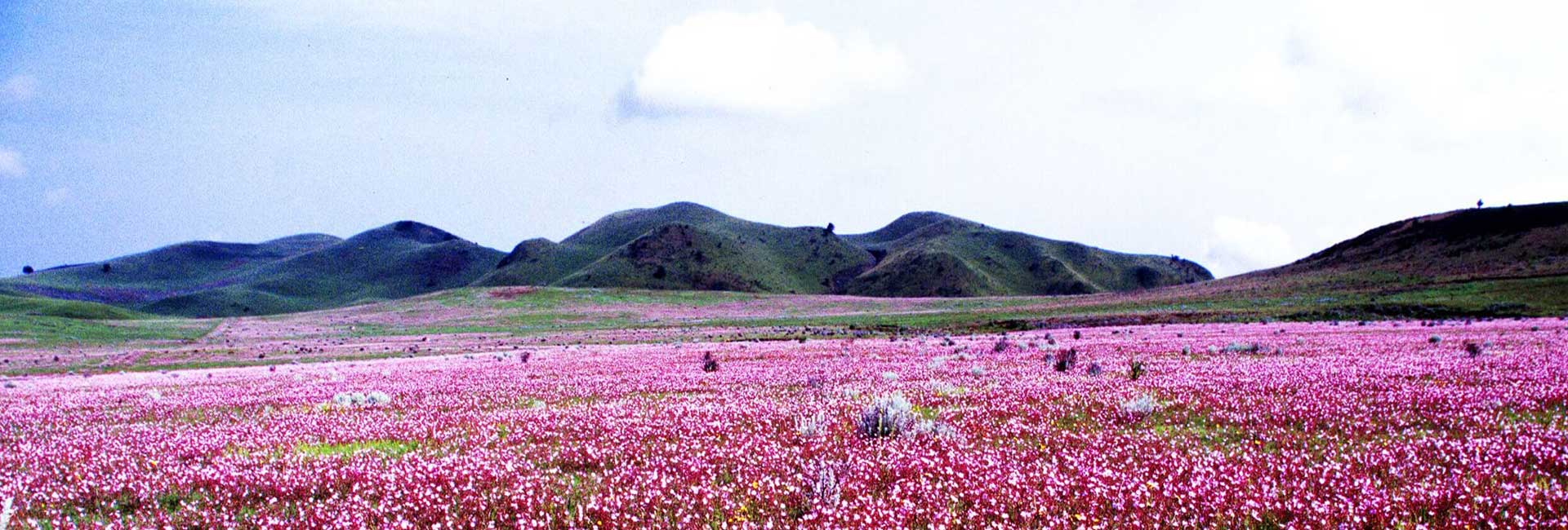 Spectacular wildflower displays