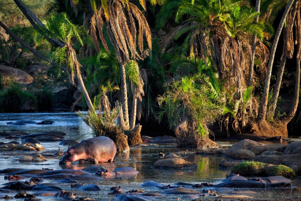 Animals gathering at the river