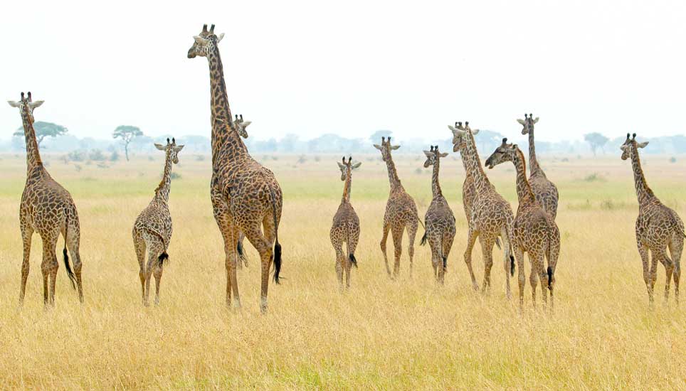 Giraffe Family