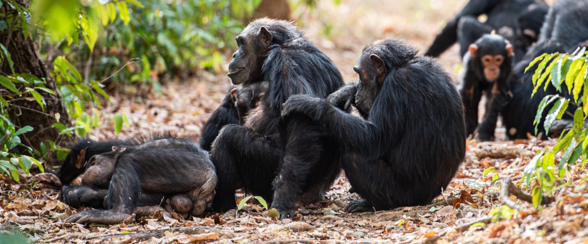 Gombe Chimpanzees
