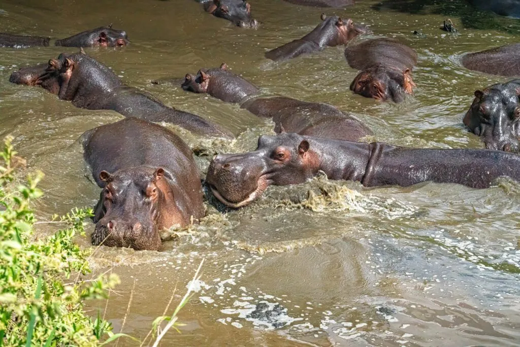 Hippo pods in Rufiji River