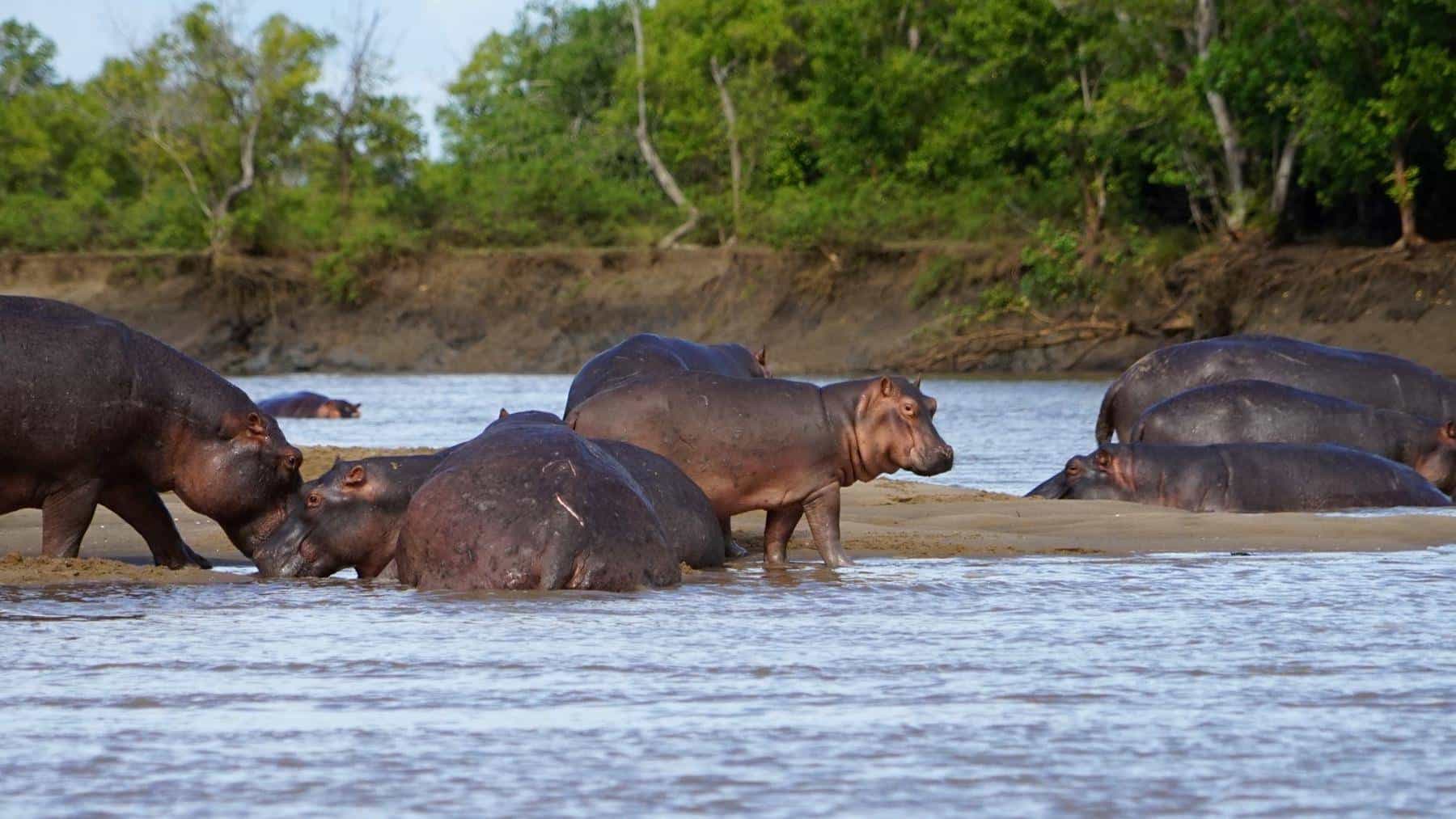 Hippos in Wami River