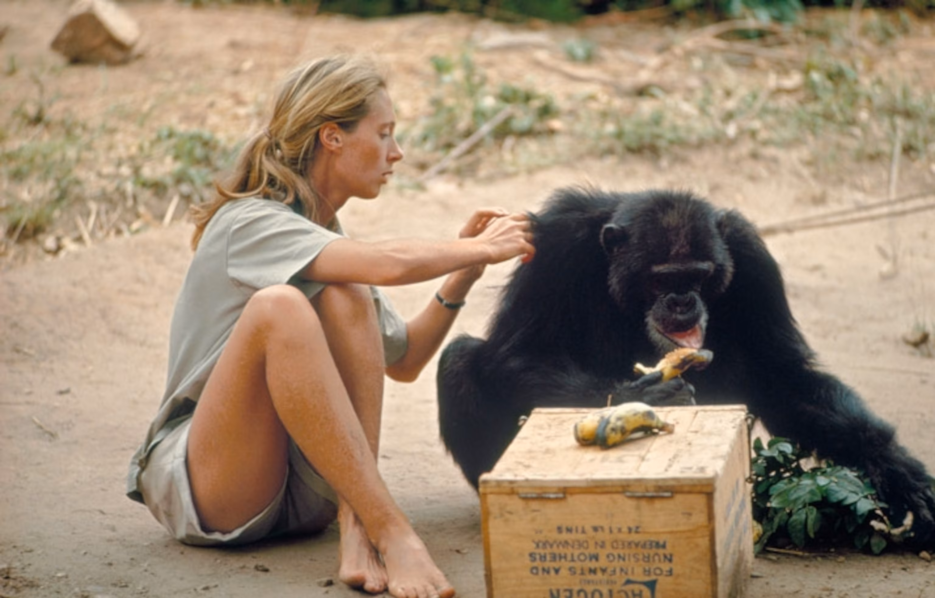 Jane Goodall Research Station