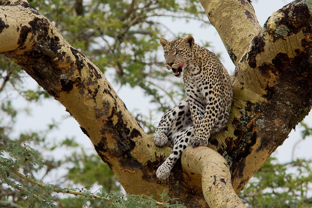Leopard in acacia tree