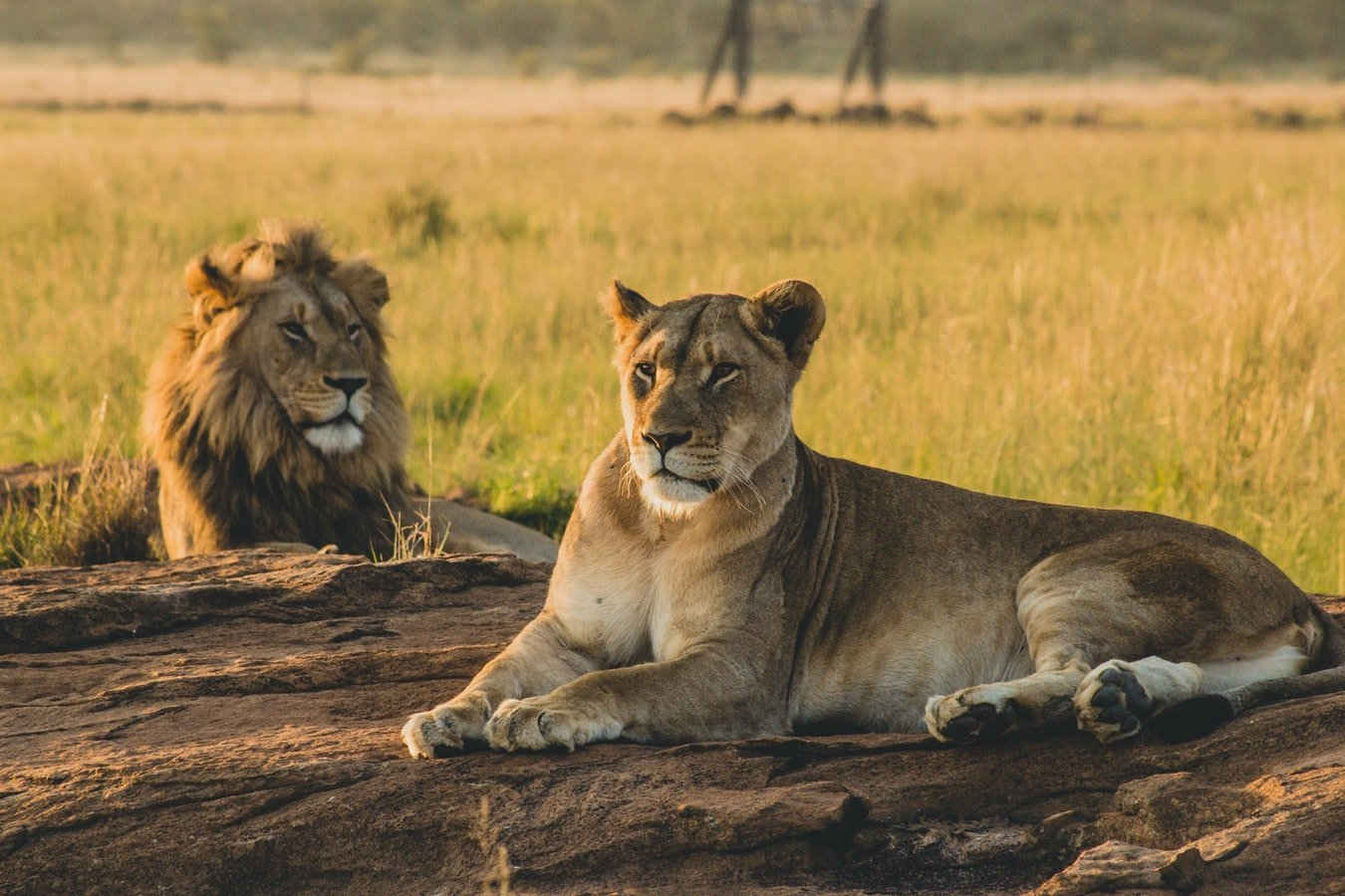 Lions on Mkata Plains