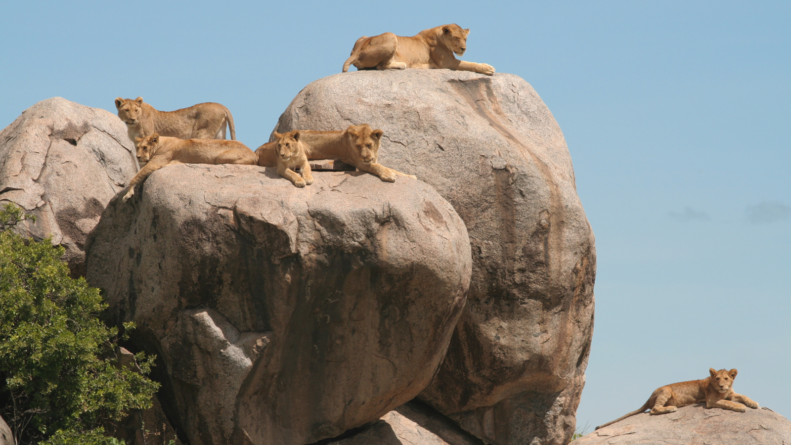 Lions resting on kopjes