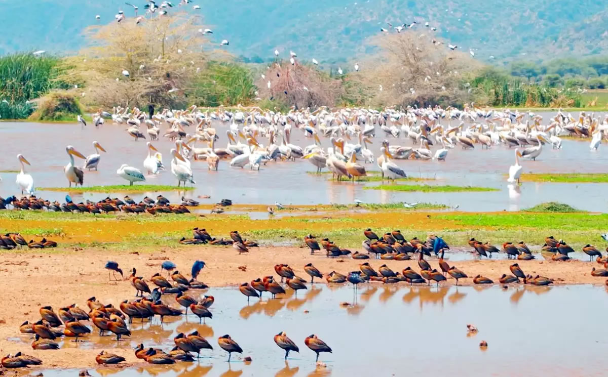 Diverse water birds at the lake