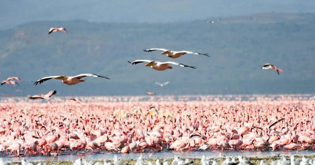 Thousands of flamingos on Lake Manyara