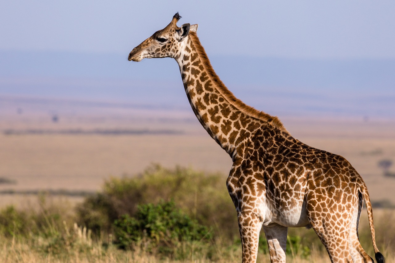 Masai Giraffe