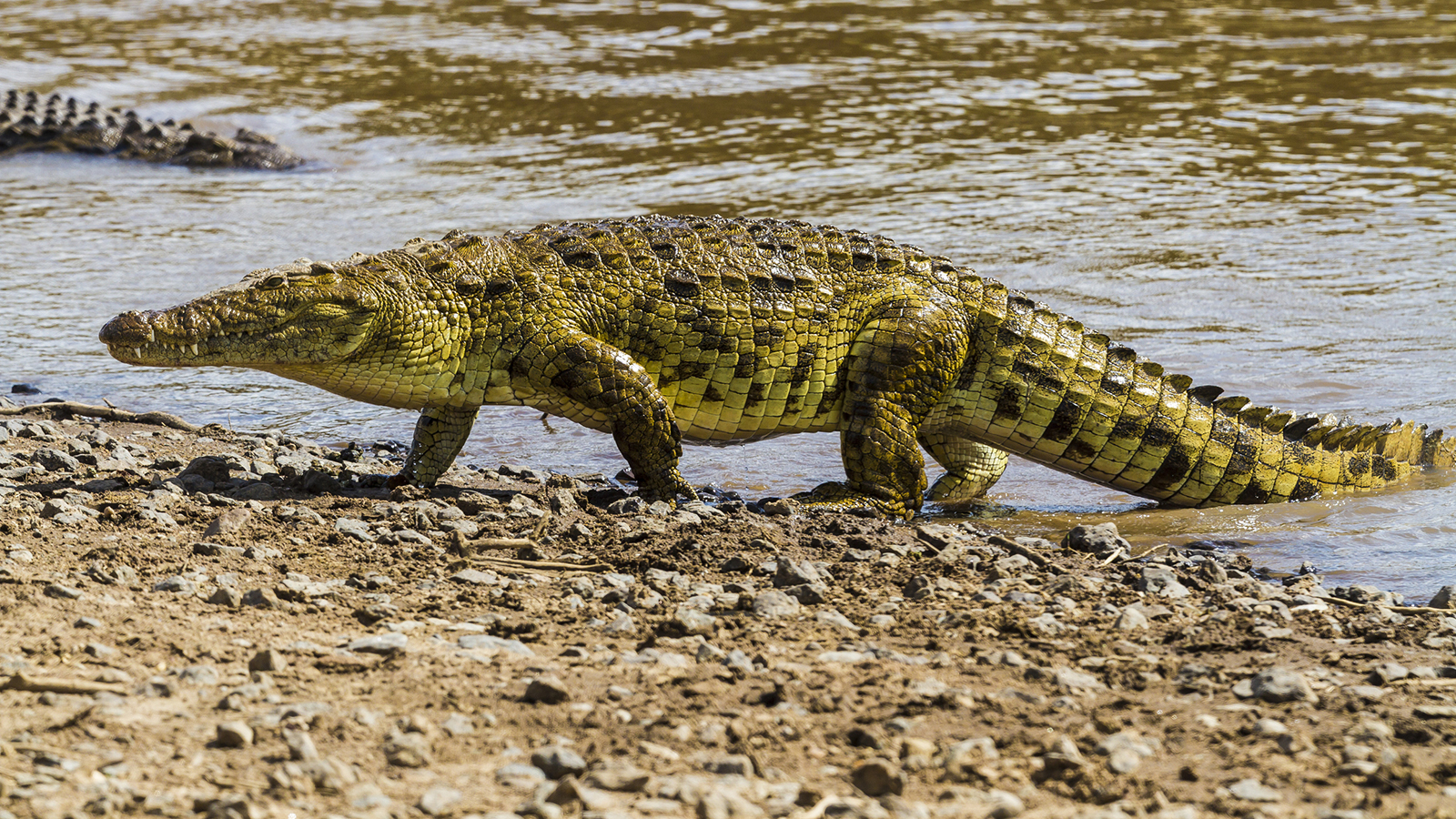 Nile Crocodile