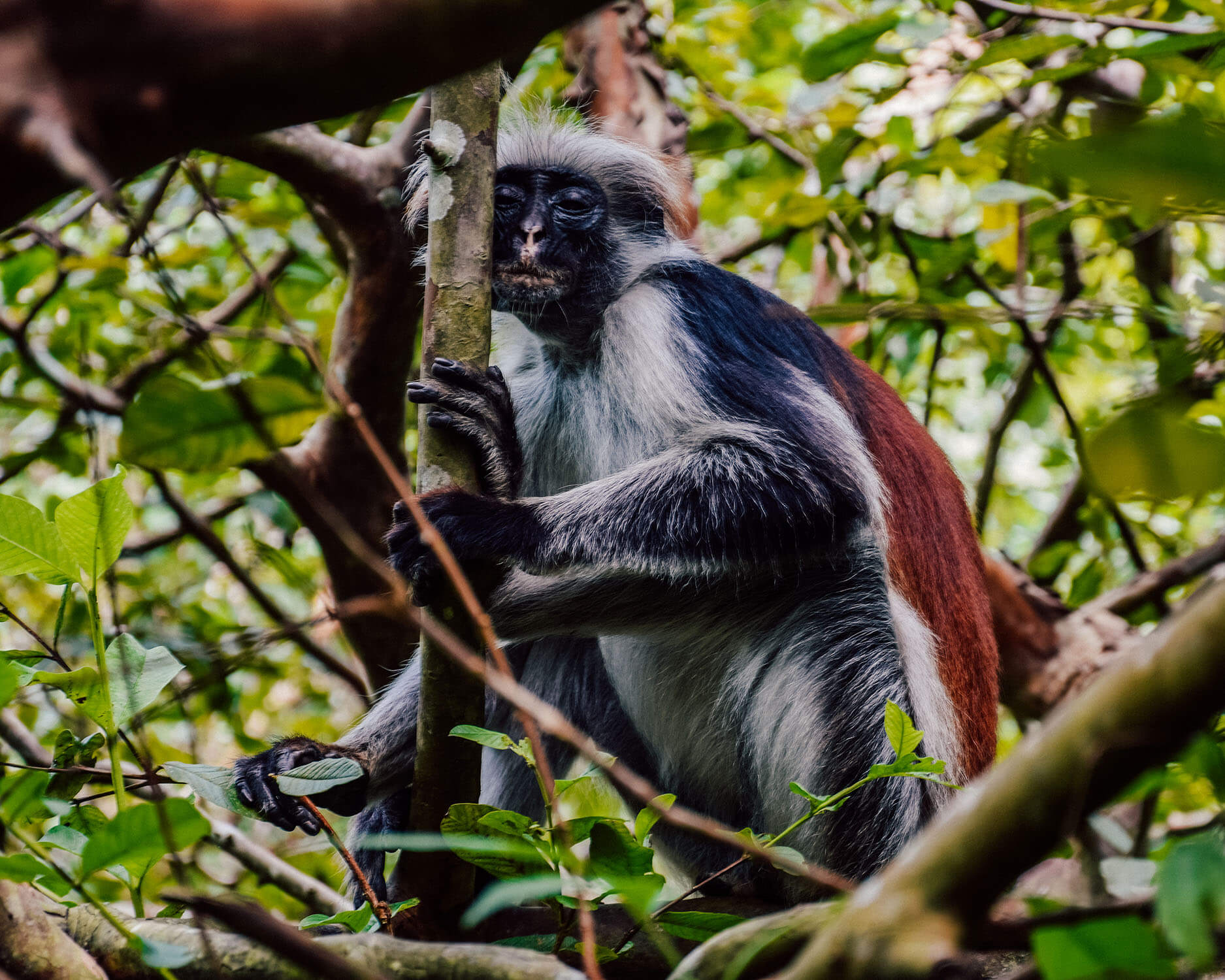 Red Colobus Monkey
