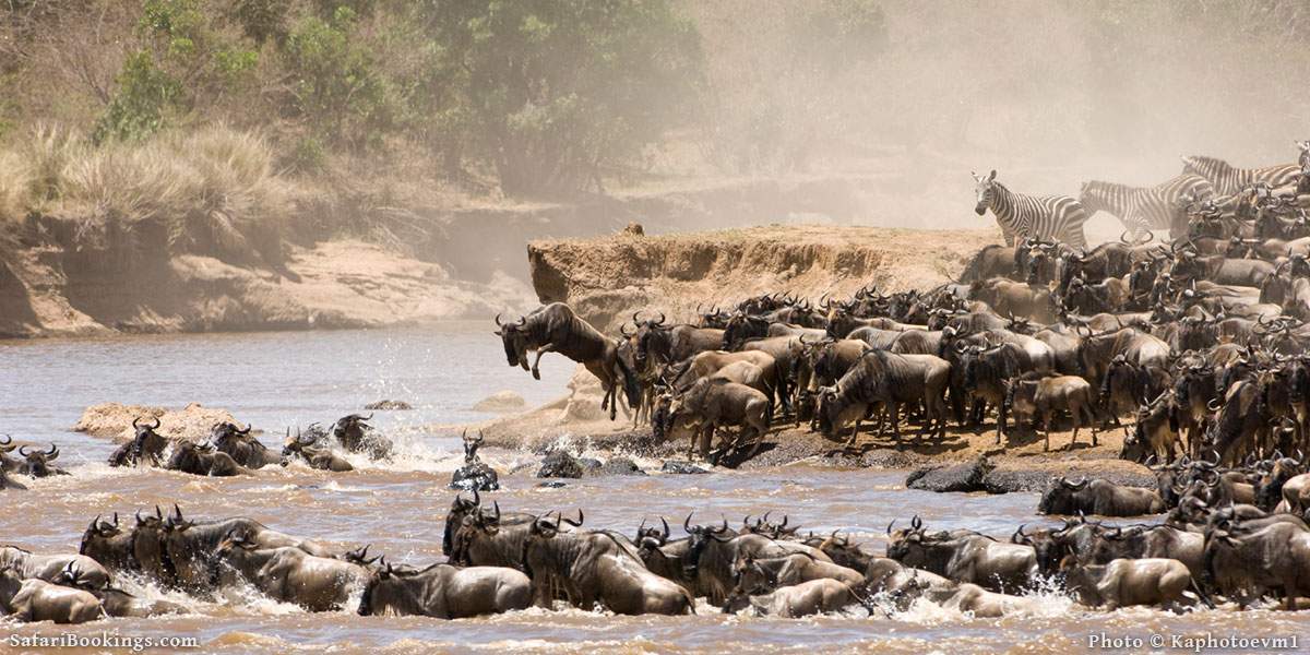 Wildebeest crossing the Mara River