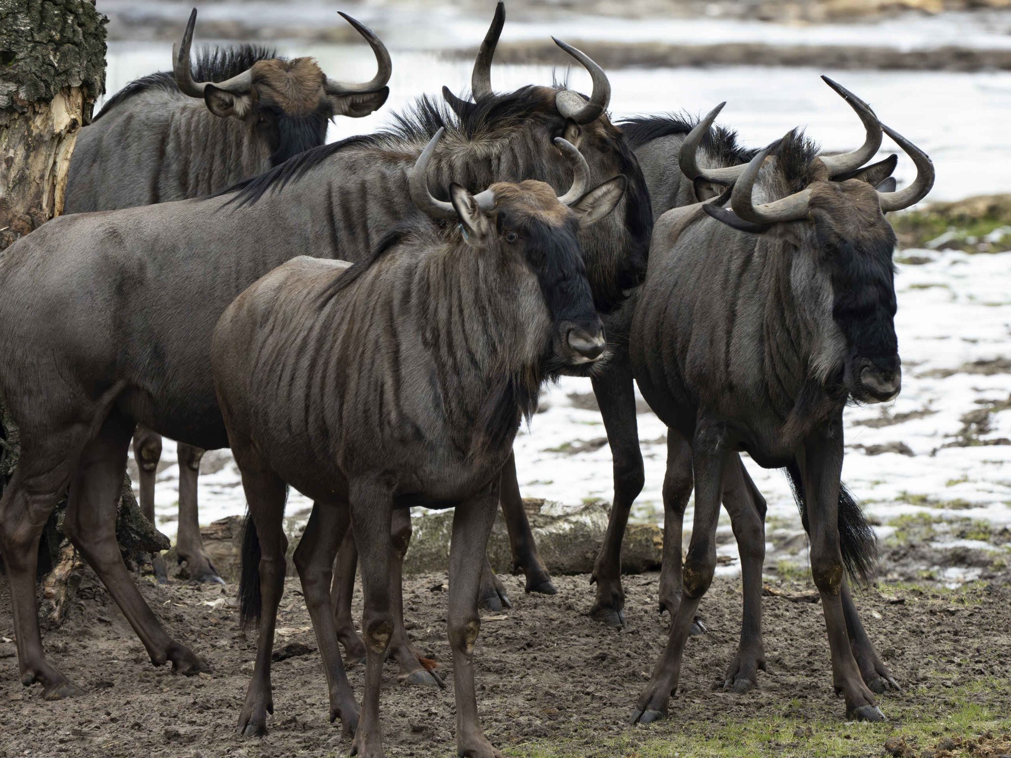 Wildebeest