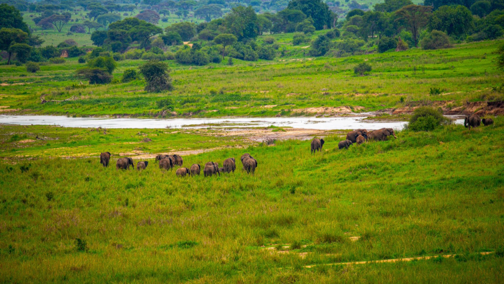 Wildlife around Silale Swamp