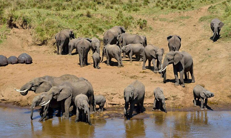 Elephants drinking from the river